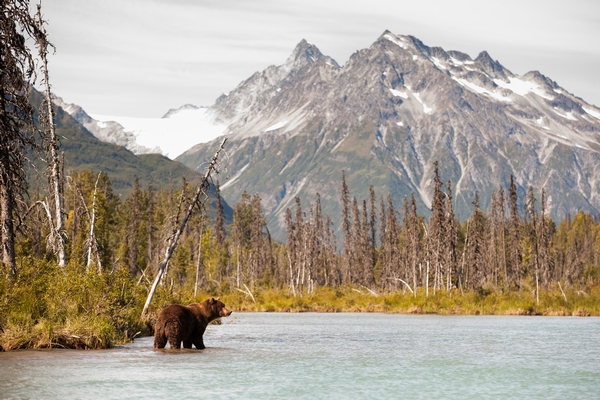 Guided Alaskan Brown Bear Hunts